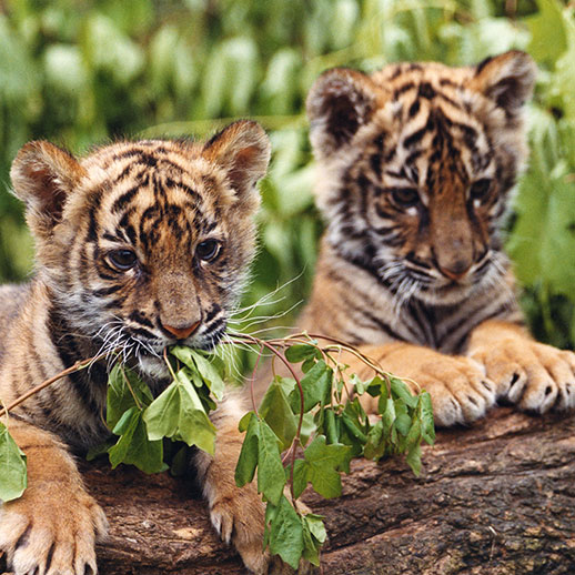 Little tigers actors at 10 weeks